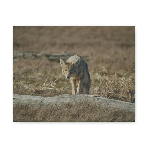 Coyote Hunting Coyote on Hunt Print Animal Wall Art Wildlife Canvas Prints Wall Art Ready to Hang Unframed