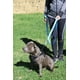 thumbnail image 4 of Correa para perros Primal Pet Gear, doble asa, nailon, 1,8 m, azul, 4 of 9