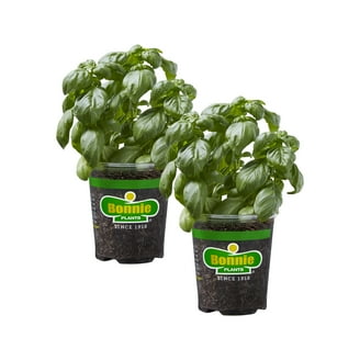 Expert Gardener 1PT Basil Live Edible Plant Sun 6-Pack - Walmart.com