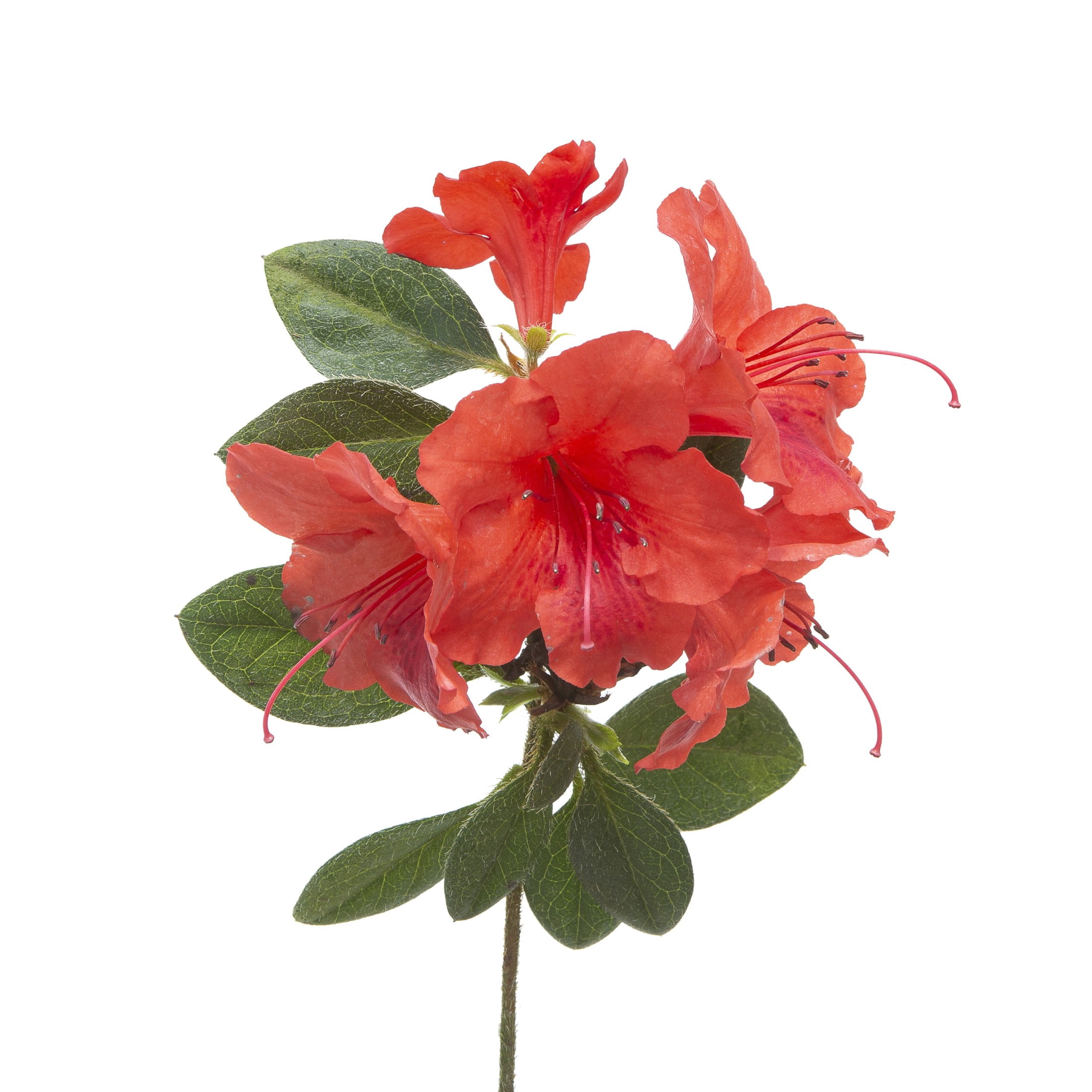 Proven Winners ColorChoice 5" Perfecto Mundo Orange Reblooming Azalea Live Plant in 4.5" Pot (4 Count)