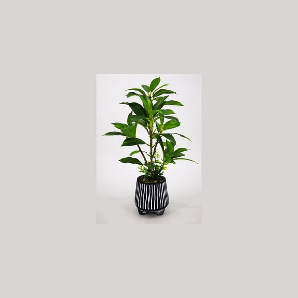 Plante en pot rayée de Lerman Decor