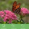 thumbnail image 5 of American Plant Exchange 'Red Lace' Pentas Plant in 6" Pot, Vibrant Star Flowers, Full Sun, Easy Care, 5 of 5
