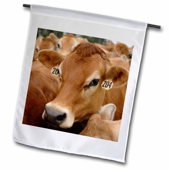 3dRose, Jersey Dairy Cows, Rib Lake, Wisconsin - US50 KRS0004 - Keith and Rebecca Snell, 12 x 18 inch Garden Flag