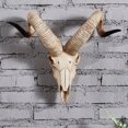 thumbnail image 6 of Skull Sheep Head Wall Sculpture 3D Animal Longhorn Skull Head for Room , D 42x34x16cm, 6 of 8