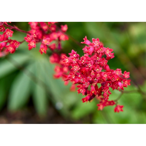 100 Red VIVID CORAL BELLS Heuchera Sanguinea Scarlet Shade Flower Seeds