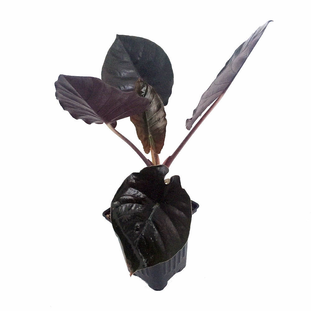 Jewel Kapit Elephant Ear Plant Alocasia Houseplant