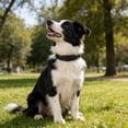 thumbnail image 2 of Minzimin Dog Collar, Reflective Dog Collar, Quick Release Soft Comfortable Dog Collars, Safety Buckle Adjustable Nylon Collars for Small Medium Large Dogs, 2 of 5
