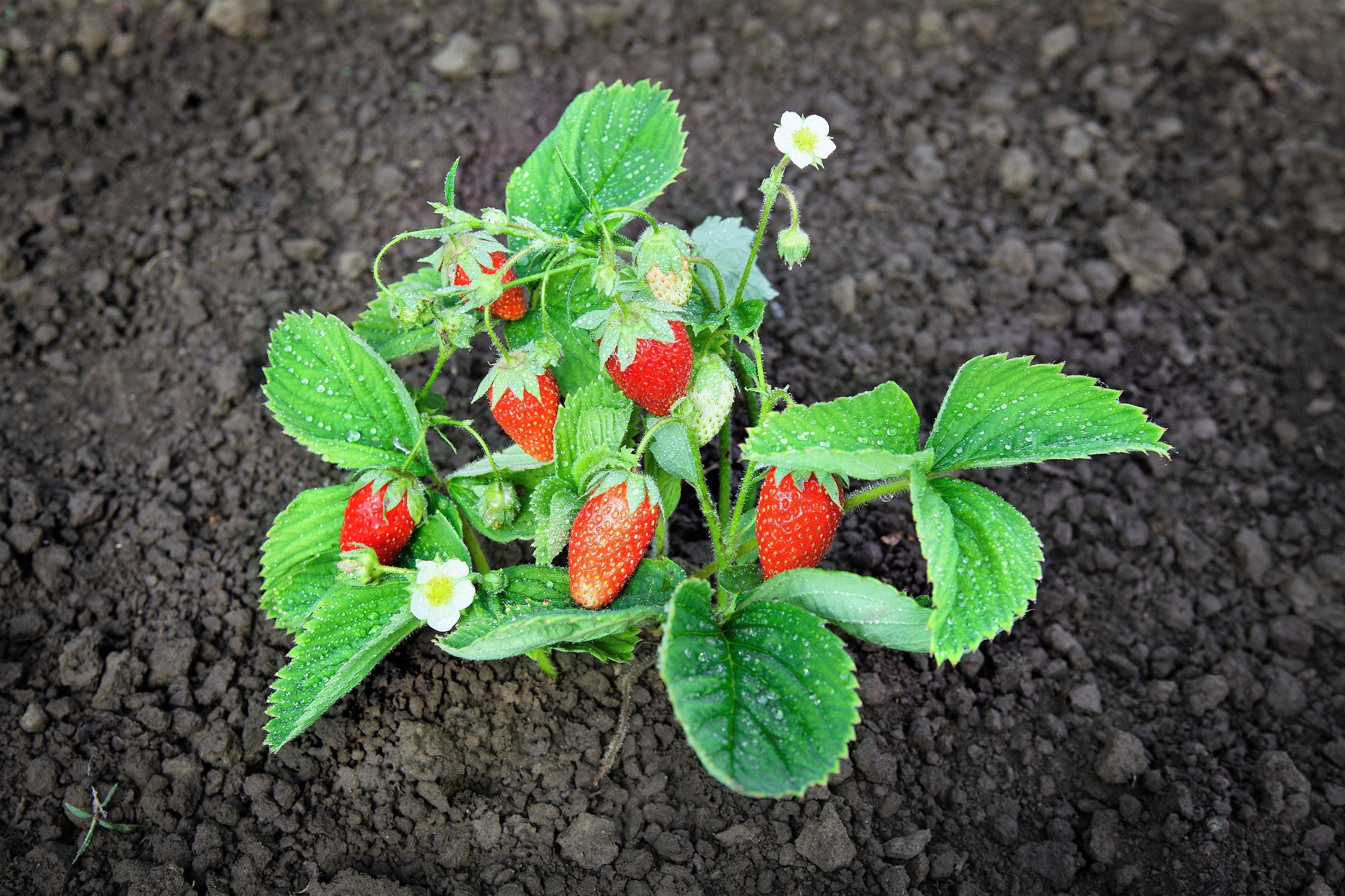 60 RUEGEN STRAWBERRY Everbearing Alpine Fragaria Vesca Red Berry Fruit