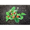 thumbnail image 1 of 60 RUEGEN STRAWBERRY Everbearing Alpine Fragaria Vesca Red Berry Fruit White Flower Seeds, 1 of 10