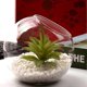 thumbnail image 3 of 1pc Mini Landscape DIY Glass Bottle Simple Bottle Micro Landscape Container, 3 of 3