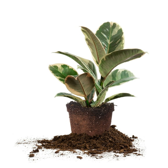 Perfect Plants Rubber Plant 'Tineke' 6 inch pot