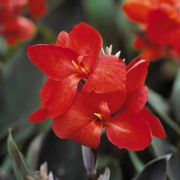 Canna -  Tropical Bronze Scarlet Seed - 50 Seeds