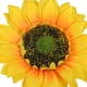 thumbnail image 5 of Cabeza de girasol artificial Simulación de cabezas de flores Ramo de fiesta de boda Accesorios de bricolaje, 12 piezas, Amarillo, 17 cm sidaley HA7119-02B, 5 of 6