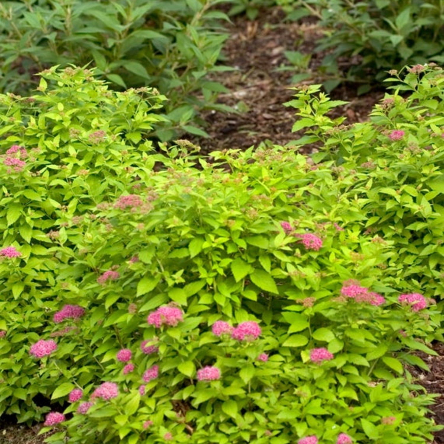 Proven Winners ColorChoice 5" Pink Double Play Gold Spirea Live Plant in 4.5" Pot (4 Count)