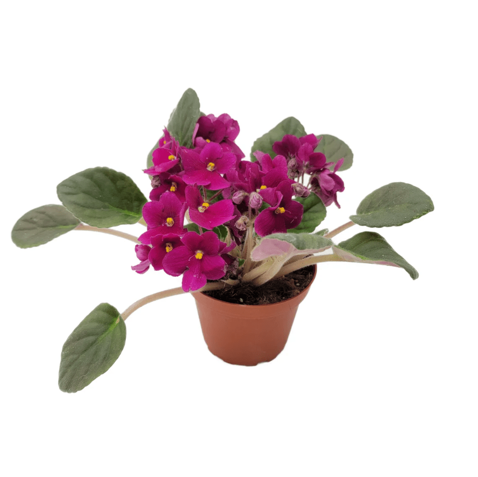 Burgundy Red Africa Violets Live Plant for Planting Indoor Outdoor, Red Blooming Violet, Africa Violet Flowers, 4"Pot