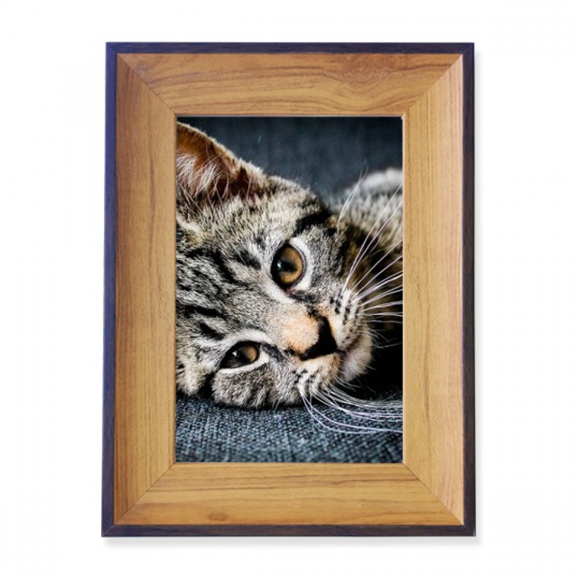 Cat Stripes Kitty Animal Relax Adorable Photo Frame Exhibition Display Art Desktop Painting