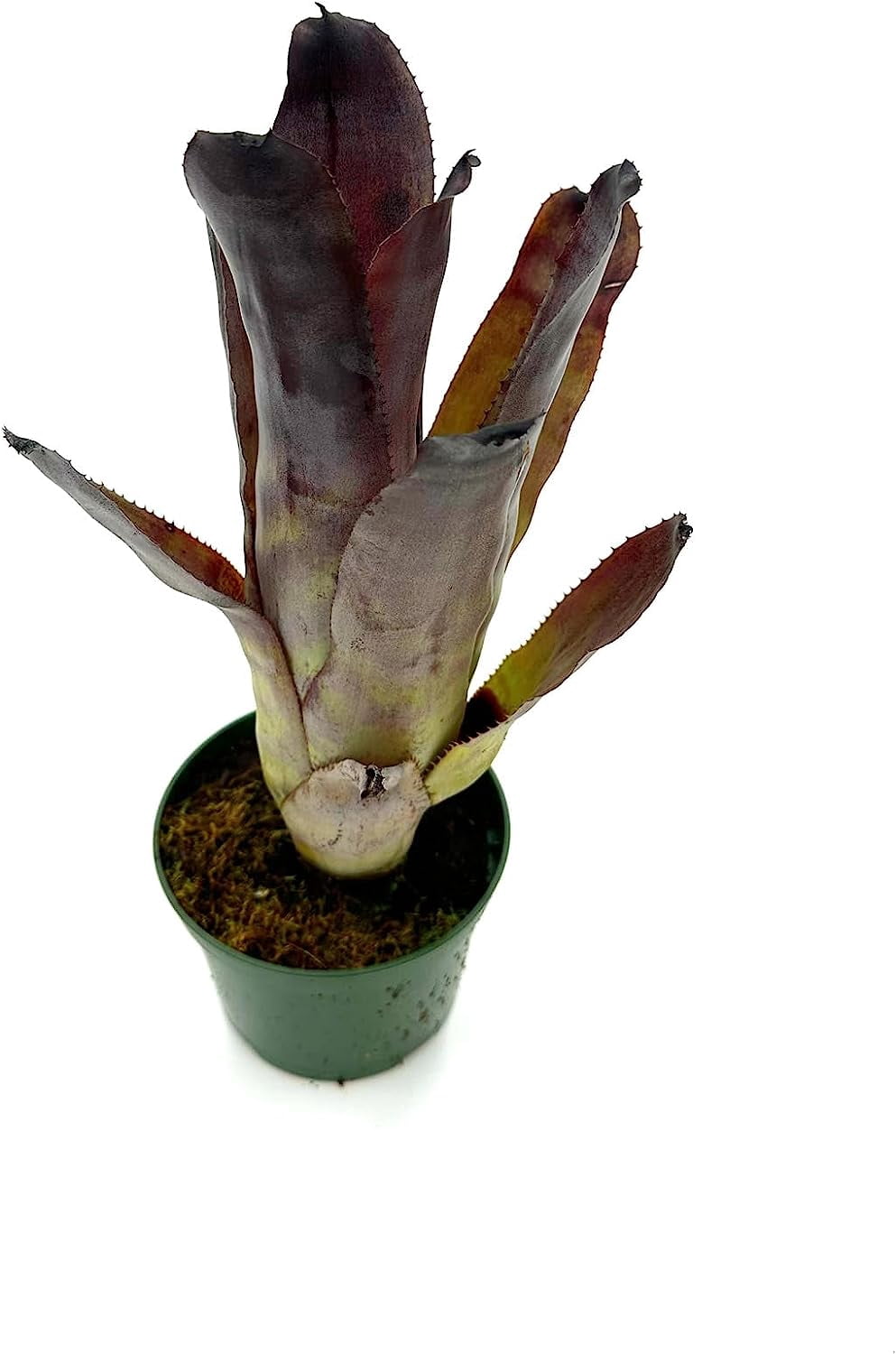 ragnaroc Live Plants 8-12" Dark Purple-Green Billbergia Aechmea Galaxy Live Plants in 4" Grower Pot