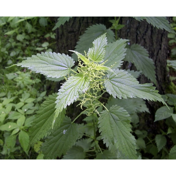 3000 Stinging Nettle Seeds - Urtica Dioica - Medicinal Plant - Deer Resistant