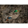 thumbnail image 2 of Luhm, Gary 14x11 White Modern Wood Framed Museum Art Print Titled - Washington State Male Mallard takes flight from Lake Washington Seattle, 2 of 4
