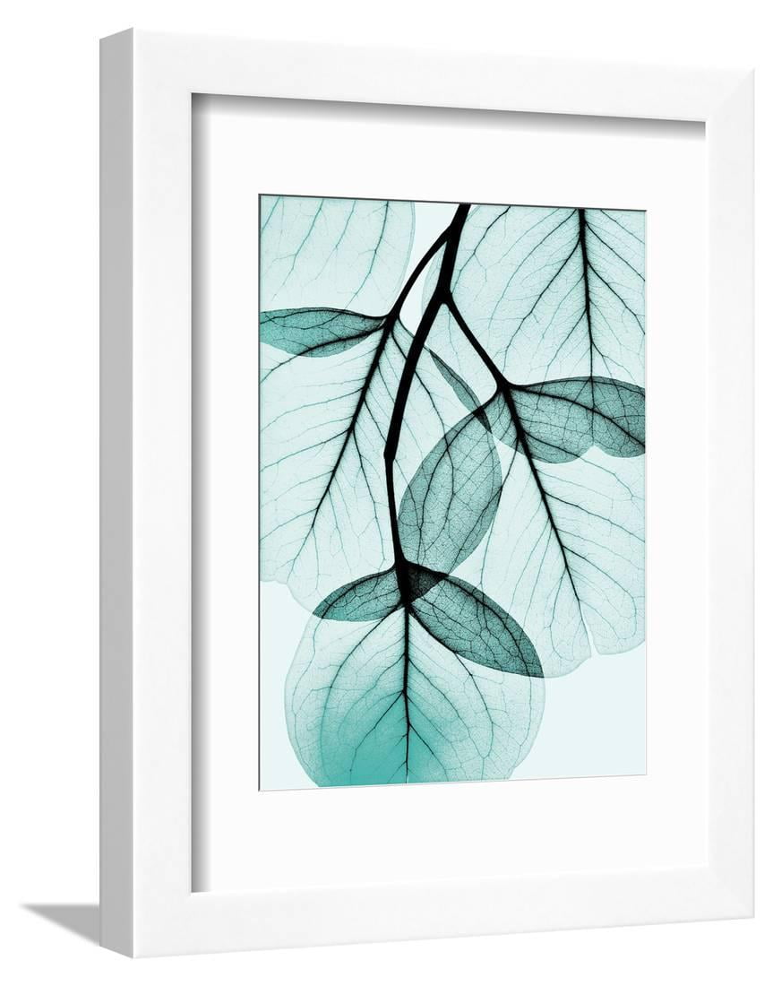 Teal Eucalyptus Framed Print Wall Art By Albert Koetsier