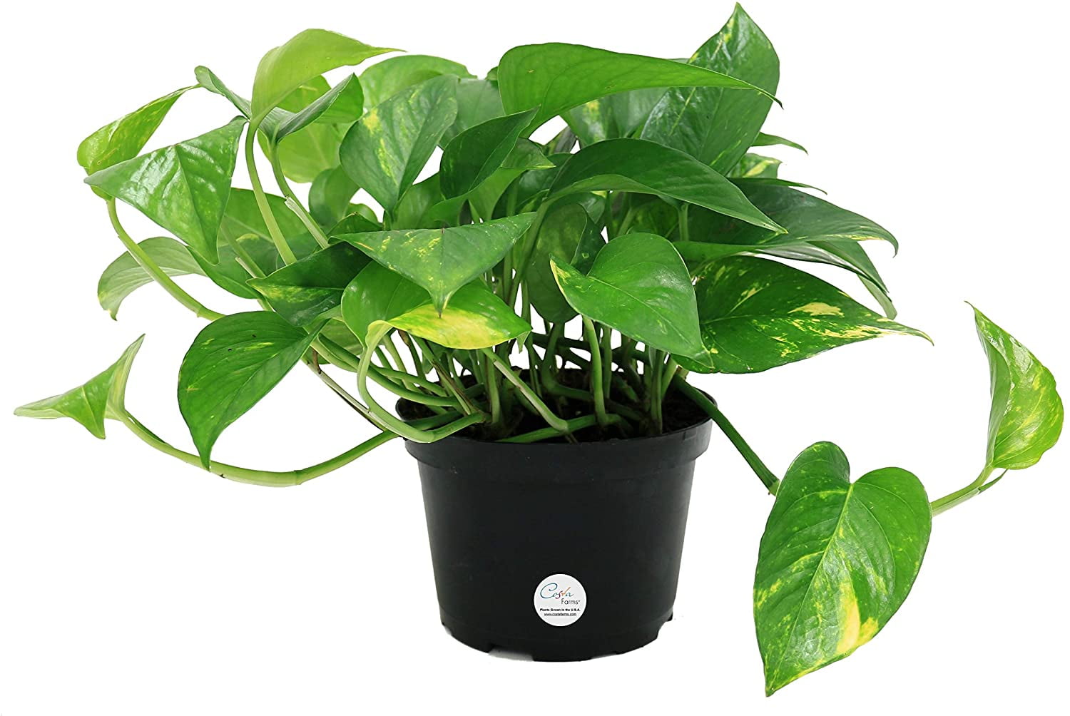 Costa Farms Golden Pothos Devil�s Ivy Live Indoor Plant, 6