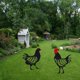 thumbnail image 5 of Decoración creativa de jardín, tarjeta de inserción de pollo negro acrílico, decoración de césped de jardín, 2 uds. Gallo + gallina Sailing  Electrónica, 5 of 5