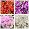 thumbnail image 1 of 100 Mixed Colors FAIRY PRIMROSE Primula Malacoides Red Pink Purple White Baby Primrose Shade Houseplant Flower Seeds, 1 of 1