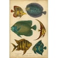 thumbnail image 2 of Goldsmith 13x18 Black Ornate Wood Framed with Double Matting Museum Art Print Titled - Goldsmiths Spinous Fishes, 2 of 4