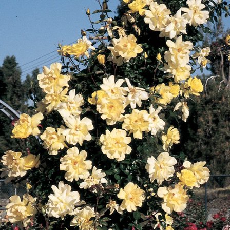 Golden Showers Dormant Bare Root Climbing Rose, Includes one dormant plant per order