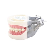 Typodont Teeth Model-Dental Assistant Accessories,Standard Study Teaching Dental Mode with All Removable Teeth,Dental Hygiene Student Must Haves