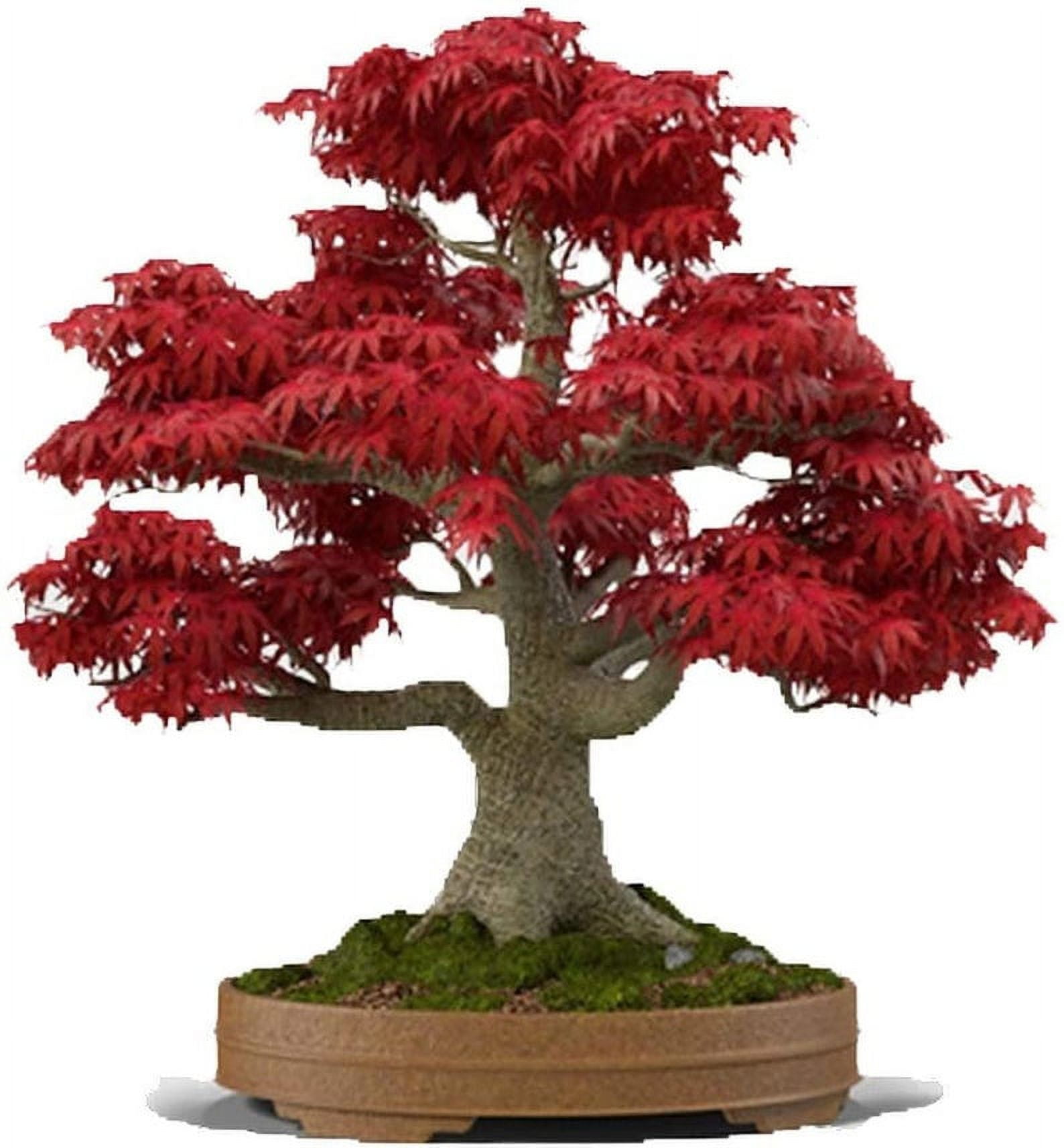 bambus hornspäne Bambus Dünger Flora Boost für gesunde und prächtige Bambuspflanzen main image 0