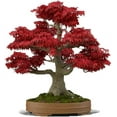 thumbnail image 2 of Bonsai Seed Bundle #3 - Japanese Red Maple, Black Cherry, Tree of Life Seeds Bundle, 2 of 5