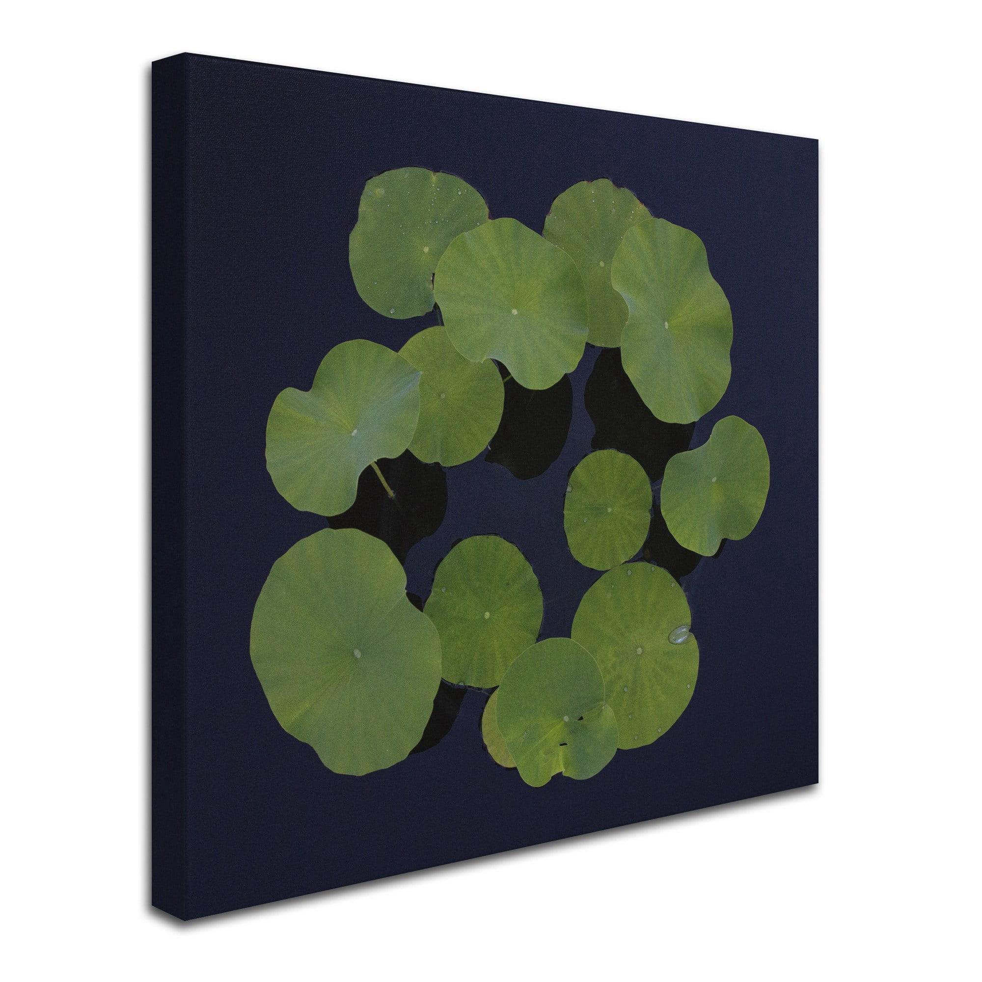 Trademark Fine Art "Giant Lily Pad Abstract" Canvas Art by Kurt Shaffer