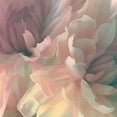 thumbnail image 2 of Pollard, David 12x12 White Modern Wood Framed Museum Art Print Titled - Chrysanthemum I, 2 of 4