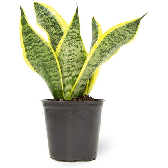 Altman Plants, Live Snake Plant, Sansevieria trifasciata Superba, Fully Rooted Indoor House Plant in Pot, Mother in Law Tongue Sansevieria Plant, Potted Succulent Plant, Houseplant in Pottin