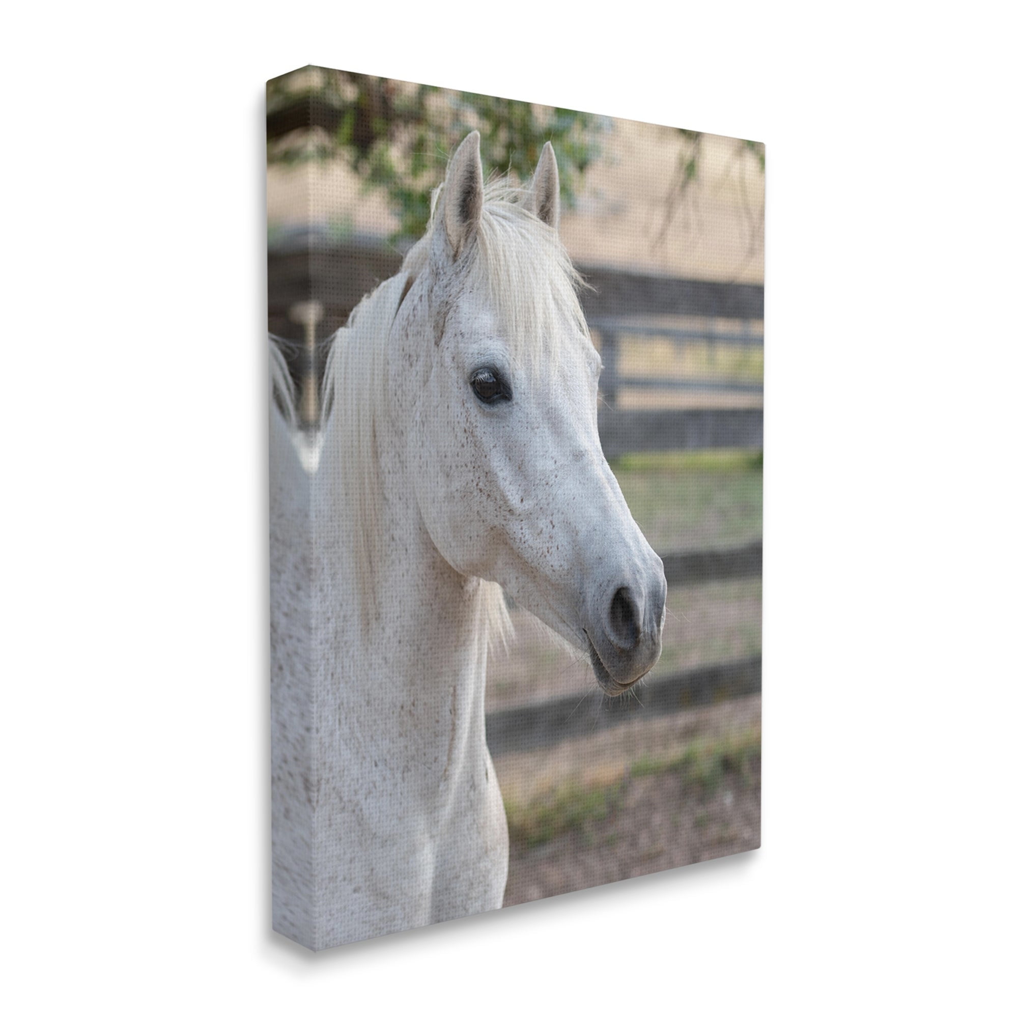 Stupell Industries Elegant White Spotted Horse Rural Country Farm Photograph Gallery Wrapped Canvas Print Wall Art, Design by Daphne Polselli