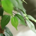 thumbnail image 2 of DR.Planzen 6 ft Artificial Ficus Tree with Natural Wood Trunk and Realistic Leaves, Fake Plant, Faux Ficus Tree for Indoor Outdoor, 2 of 9