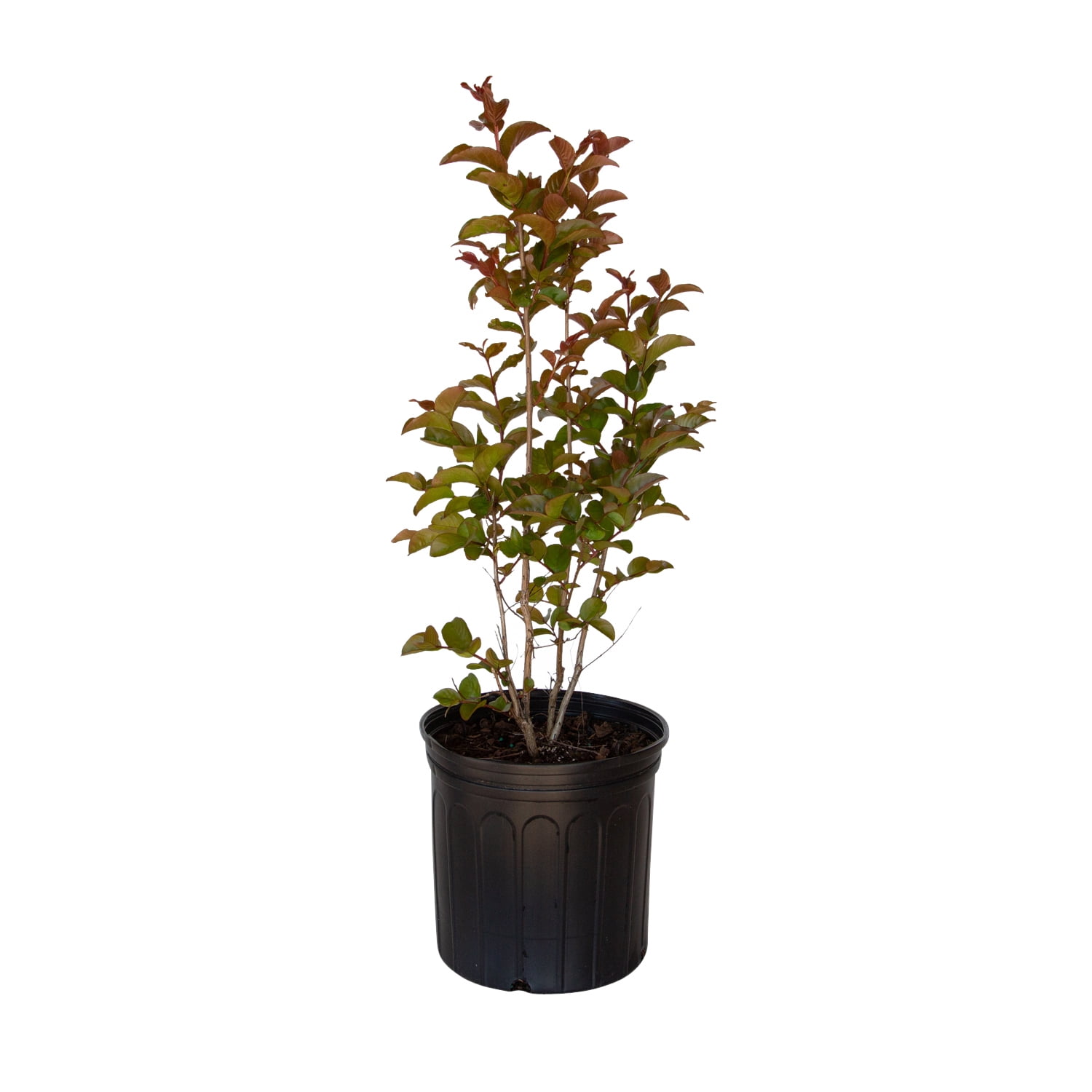 Expert Gardener 2.5 Gal. Miss Frances Crape Myrtle Tree with Red Blooms and Green Foliage