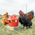 thumbnail image 3 of Poultry Grit & Oyster Shell Chicken Feeder, 3 of 7