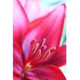 thumbnail image 2 of Schell, Jennie Marie 23x32 Gold Ornate Wood Framed with Double Matting Museum Art Print Titled - Pink Daylily Macro Flower, 2 of 4