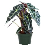 American Plant Exchange Alocasia Polly, African Mask Plant, Live Houseplant, 6-Inch Pot, Deep Purple Foliage, Perfect for Gifting