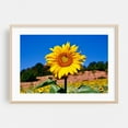 thumbnail image 2 of Little bee pollinates sunflower - Photography Nature Floral Summer Botanical Scenic Garden Unframed Wall Art Print 20 x 28 inches, 2 of 7