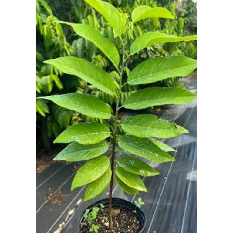 Annona reticulata ( CUSTARD APPLE ) TREE GRAFTED. Ships free to all states  in 3 gallons pot, 1-2 years to fruit. - Walmart.com