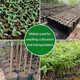 thumbnail image 5 of 200 bolsas para vivero de plantas, contenedor de plástico para plántulas para árboles frutales, flores, retoños iniciales, cultivo de plantas (3,5 "x 6,6"), 5 of 5