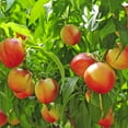 thumbnail image 3 of Van Zyverden Nectarine Tree June Princess 1 Plant Root Stock Pink Full Sun Perennial Edible 4 lbs, 3 of 4
