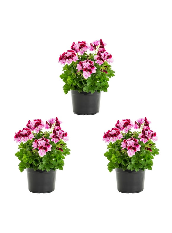 Geraniums in Annuals