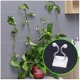 thumbnail image 1 of 50PCS Wall Vines Fixture , Plant Climbing Wall Fixture Clips, for Home Garden Wall Sticky Hook Middl, 1 of 5