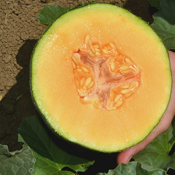 Cantaloupe Melon Garden Seeds - Ambrosia Hybrid - 100 Seeds - Non-GMO, Vegetable Gardening Seeds - Fruit
