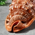 thumbnail image 4 of Natural Mouth Helmet Conch Shell Coral Sea Snail Fish Tank Ornament 1Pcs, 4 of 6