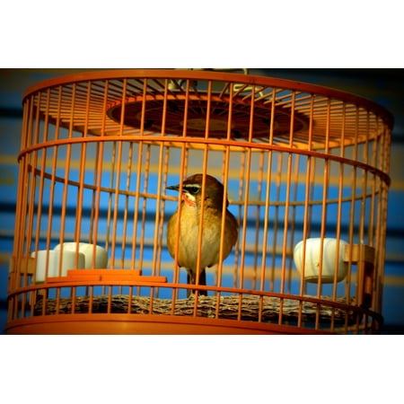 Birdcage Canvas - Canvas Print Bird Sing Animals Singing Bird Cage Pet Stretched Canvas 10 x 14